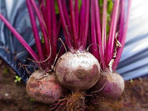Beetroot