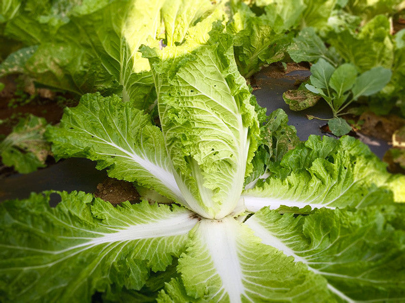 Chinese Cabbage