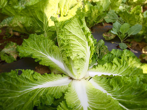 Chinese Cabbage