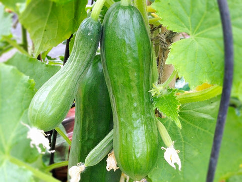 Cucumber