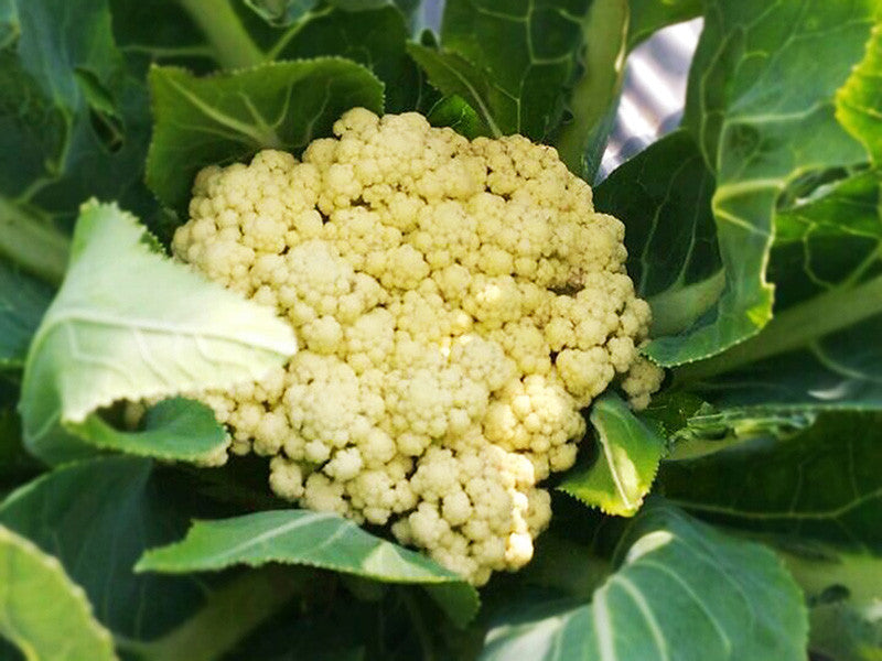 Cauliflower