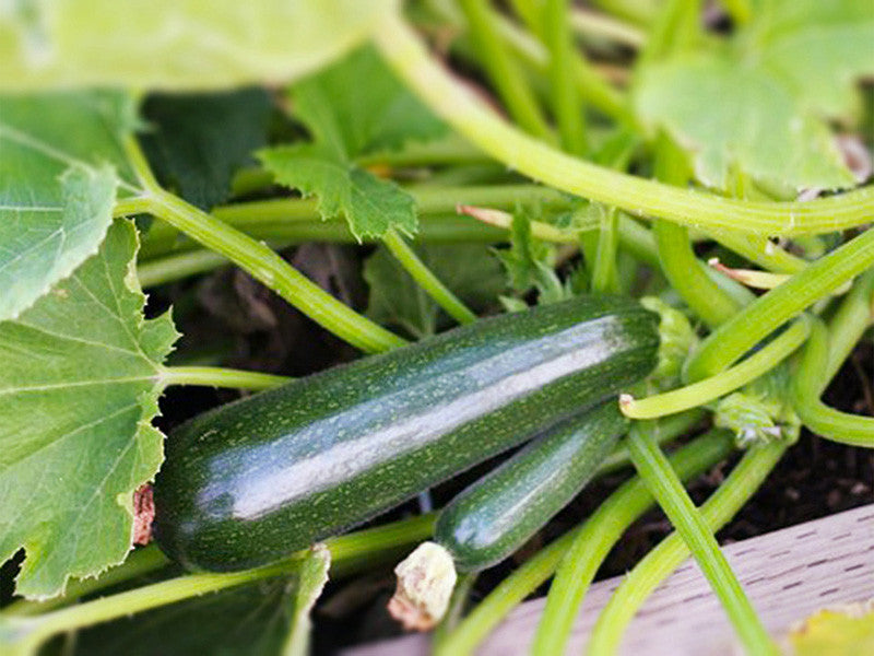 Zucchini