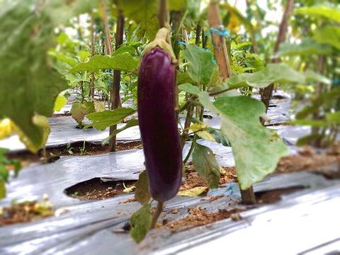 Aubergine