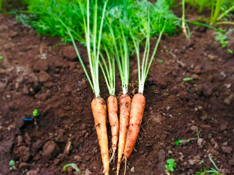 Baby Carrot