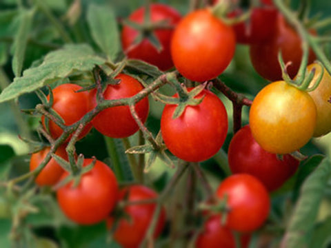 Cherry Tomato