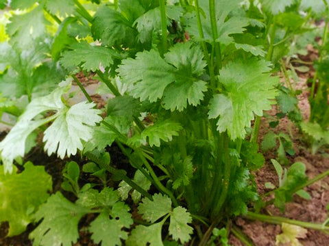 Corriander Leaves