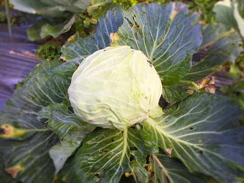 Cabbage