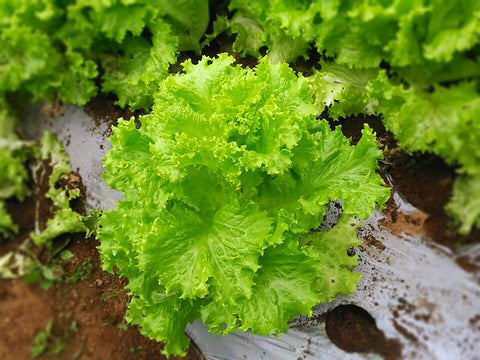 Green Leaf Lettuce