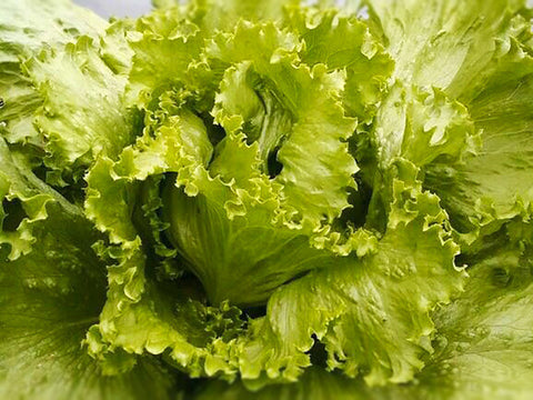 Iceberg Lettuce