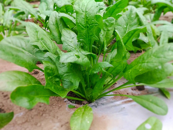 Horenso Japanese Spinach