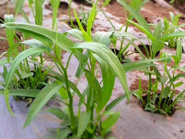 Baby Kangkung Water Spinach