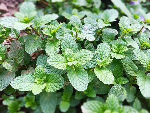 Mint Leaves