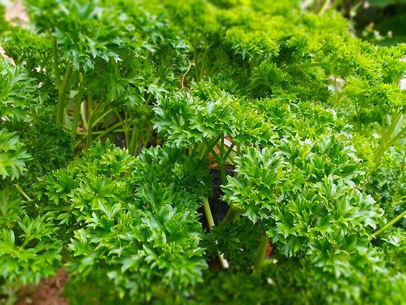 Curly Parsley