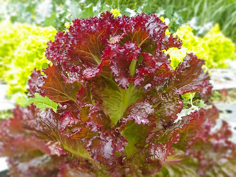 Red Leaf Lettuce