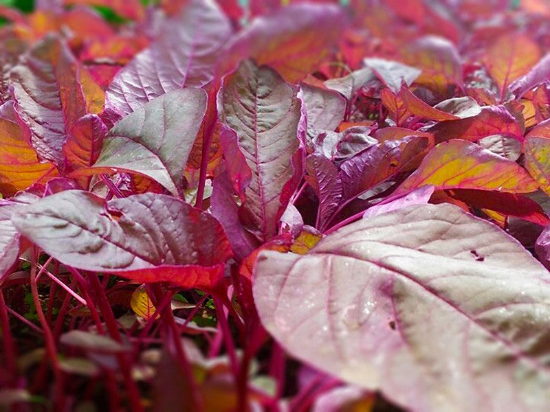 Red Spinach