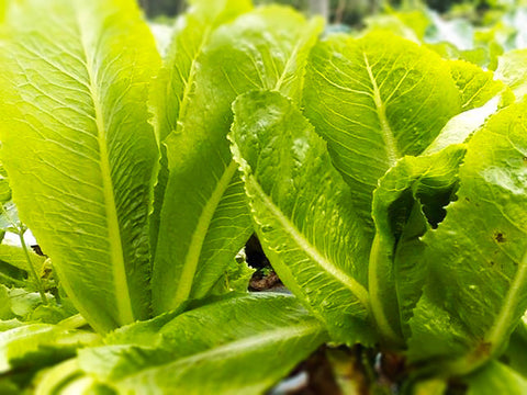 Romaine Lettuce