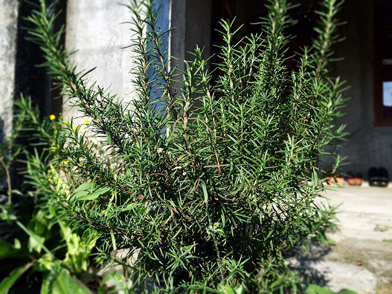 Rosemary