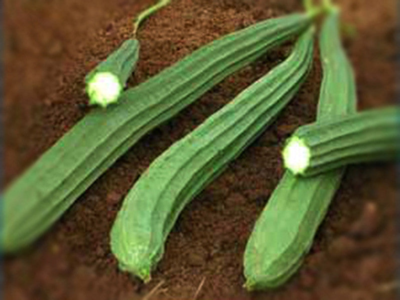 Luffa Silk Squash