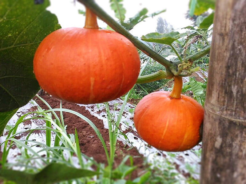 Sugar Pie Pumpkin