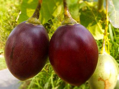 Tamarillo