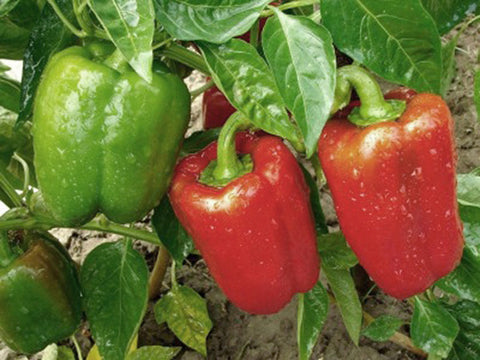 Bell Pepper