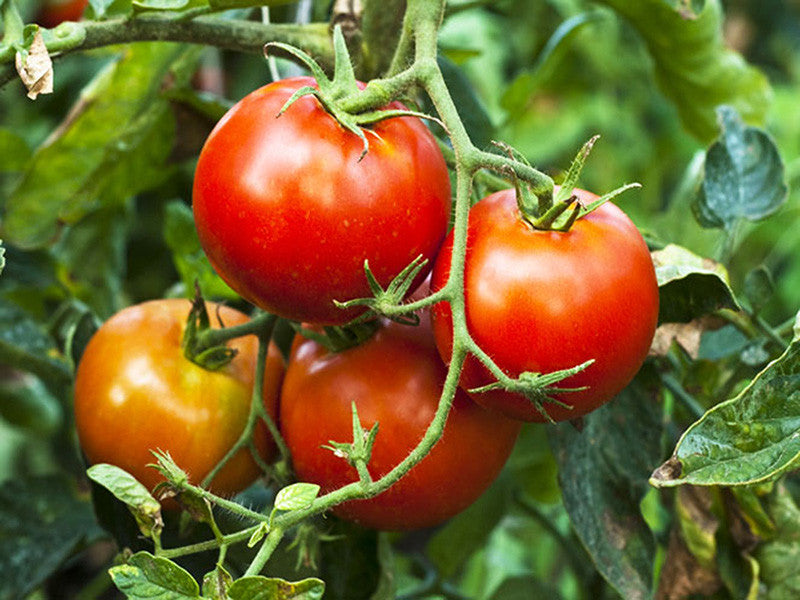 Vine Tomato